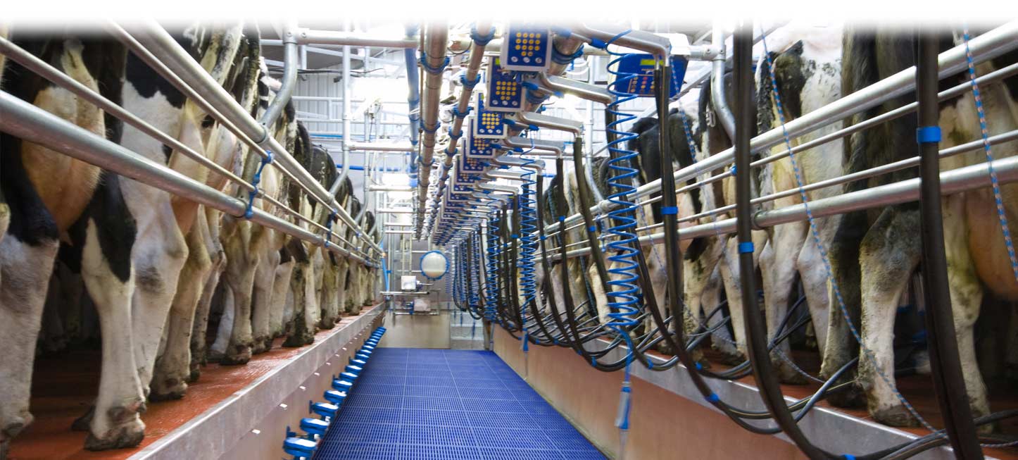 Dairy Master Swing-Over